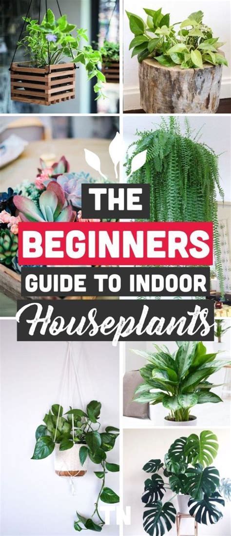 The Best Indoor Plants For Clean Air And Low Light Settings 15