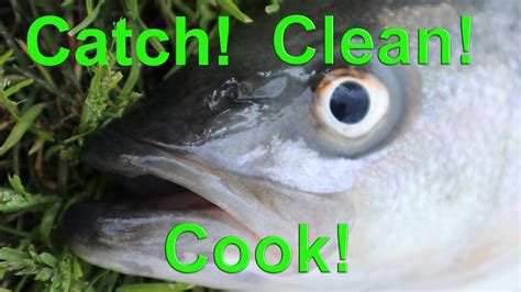 striped bass catch clean cook delicious youtube