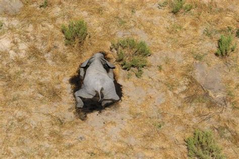Hundreds Of Elephants Are Mysteriously Dying In Botswana