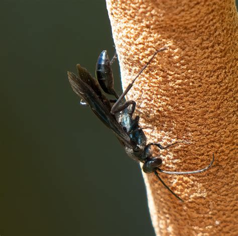 Nearctic Blue Mud Dauber Wasp From Lakeside Park Tucson Az 85730 Usa