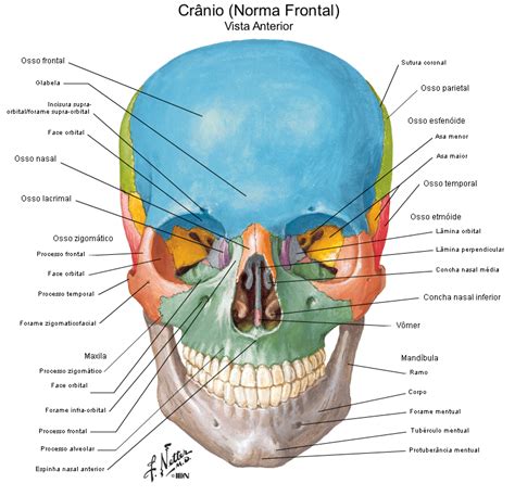 Cranio Frontal Anatomia I