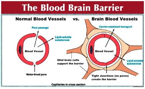 Blood Brain Barrier And The Spinal Cord Blog Reeve Foundation