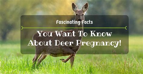 How Long Is A Deer Pregnant Fascinating Facts You Want To