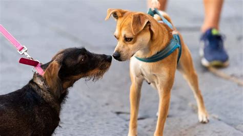 ¿por Qué Los Perros Lloran Cuando Ven A Otros Perros Las Diversas