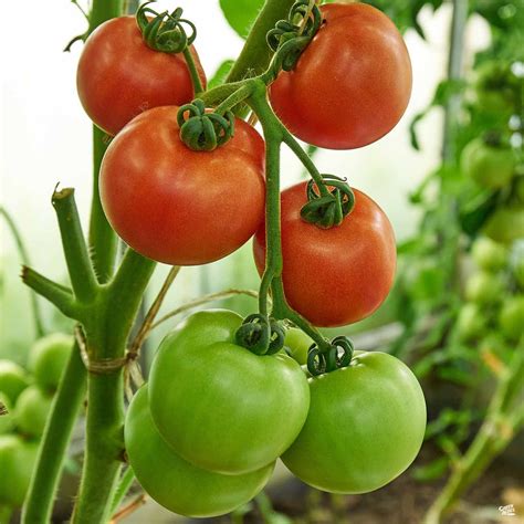Tomato Brandy Boy — Green Acres Nursery And Supply