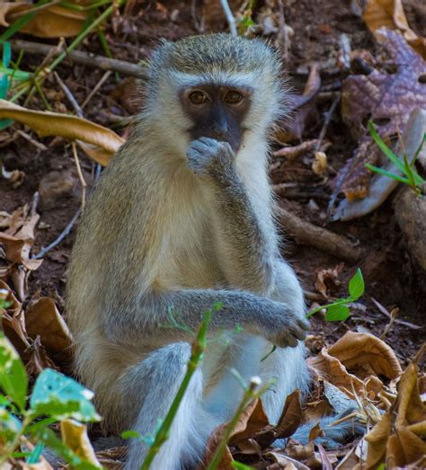 A South African Monkey Smithsonian Photo Contest Smithsonian Magazine