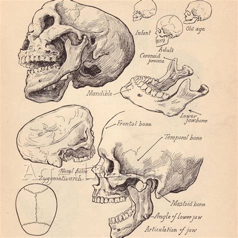 Vintage Anatomy Print Antique Artistic Human Anatomy Chart Book