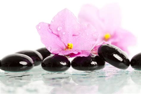 Spa Stones And Pink Flower On White Background Stock Image Image Of Bright Group 31030803