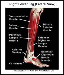 Upper leg anatomy and function. foot and ankle anatomy - Google Search | PEDORTHICS ...