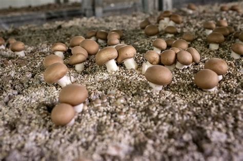Growing Mushrooms Indoors Daves Garden