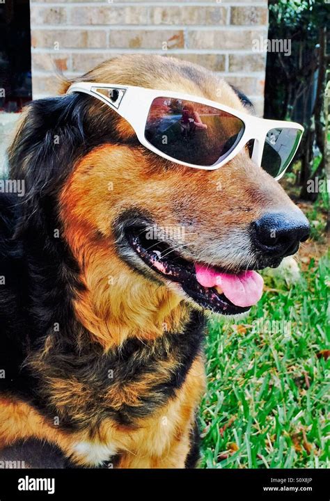 Dogs Wearing Sunglasses Hi Res Stock Photography And Images Alamy