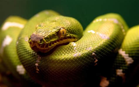 Snake Animals Reptiles Hd Wallpaper