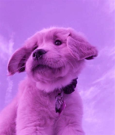 Purple Aesthetic Cute Puppy Wallpaper Cute Animal Photos Cute
