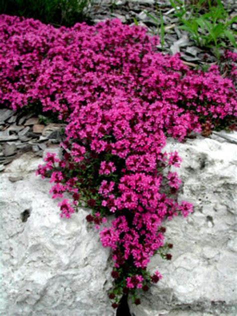 Red Supply Solution Creeping Thyme 500 Seeds Scarlet Thymus Serpyllum