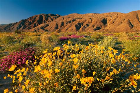 California S Wildflower Super Bloom Earth Blog