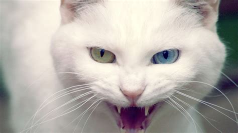Wild White Cat Wallpapers Hd Wallpapers Id 5066