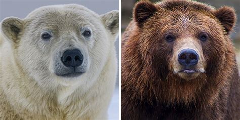 Grizzly Bear Vs Polar Bear Who Would Win