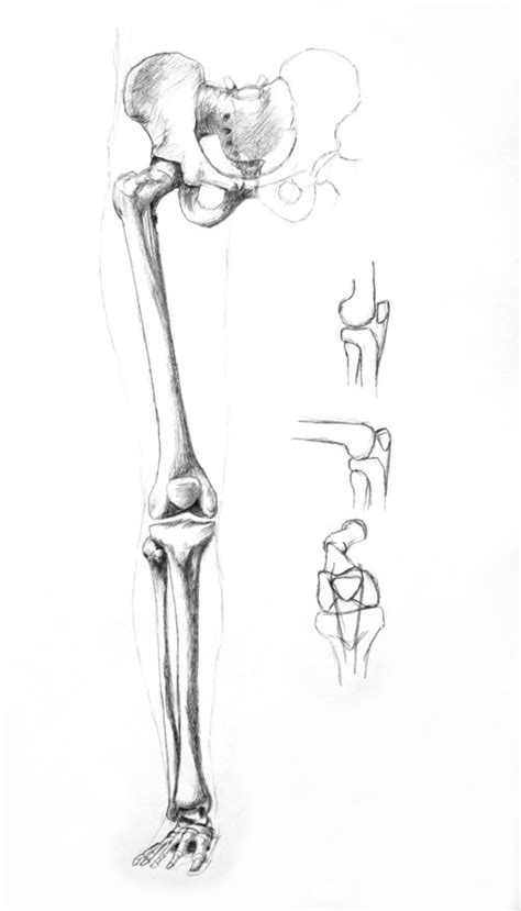 The foot bones shown in this diagram. Femur, Tibia, Fibula, Calcaneous, Tarsals, Metatarsals, P...