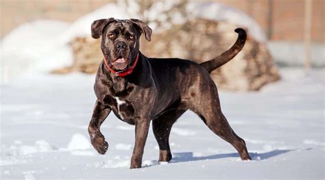 Cane Corso Dog Breed Information Facts Traits Pictures And More