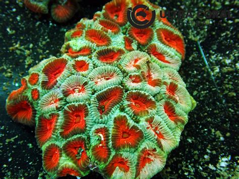 Favia Sp Ultra Coral Australia