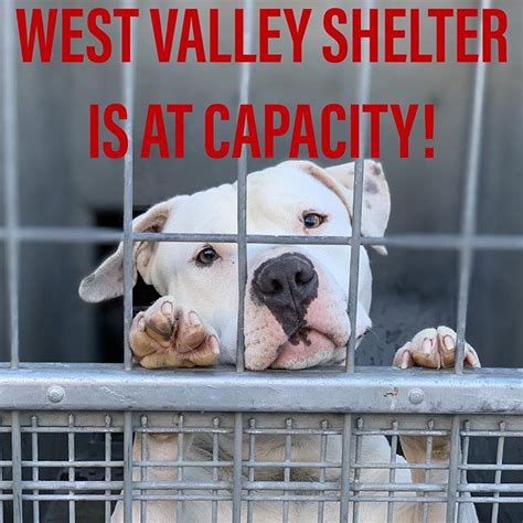 41019 🆘urgent We Need Rescues Or Fosters Asap West Valley Shelter
