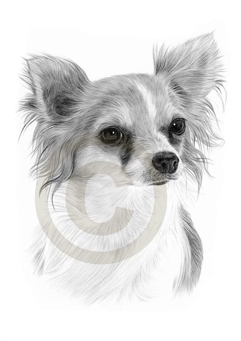 Dog Chihuahua Chiwawa Pencil Drawing Print A4 Size Artwork Etsy