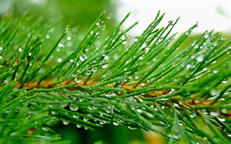 Pine Tree Wallpaper 68 Images