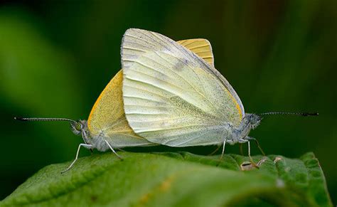 Butterflies Have An Extra Stomach Attached To Their Vaginas Discover