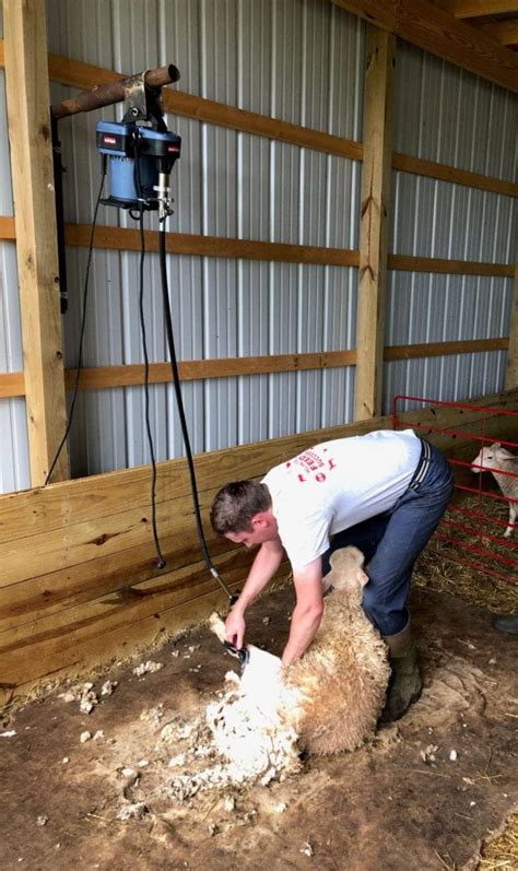 The Benefits Of Shearing Before Lambing Osu Sheep Team