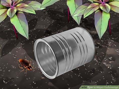 3 Ways To Attract Cockroaches Wikihow Life