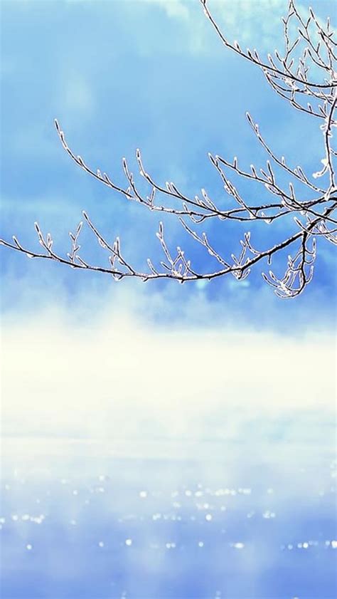 Nature Winter Clear Sunny Tree Branch Skyscape Iphone Wallpapers Free