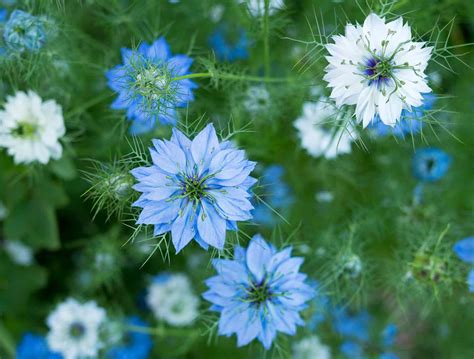 Love-in-a-Mist: Plant Care & Growing Guide