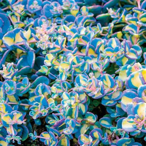 Variegated Creeping Blue Sedum Michigan Bulb Plants Rock Garden
