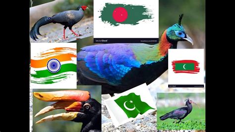 National Bird Of Different Countries Youtube