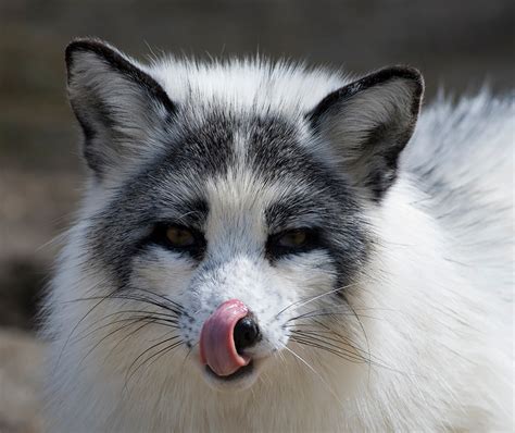 Fun Factual Weird And Breathtaking The Exotic Arctic Marble Fox