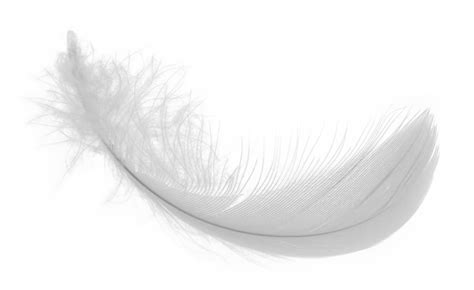 White Feather Png Download Image Steel Bones