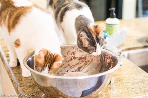 At home, make a supplement slurry by whisking together some salmon oil, glandular supplement, kelp, dulse, vitamin e, vitamin b complex. Homemade Cat Food - Four to Cook For