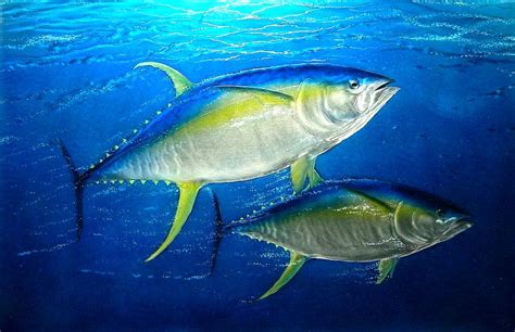 Yellowfin Tuna Painting By Hank Bufkin