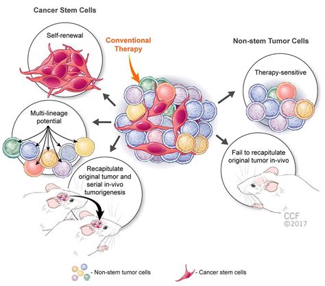Stem Cell Therapy In Cancer Treatment
