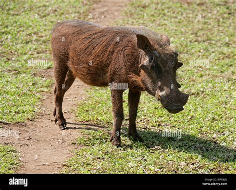 Warthog Phacochoerus Aethiopicus Africanus Suidae Swaziland South