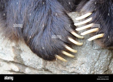 Grizzly Bear Claws Stock Photo Alamy