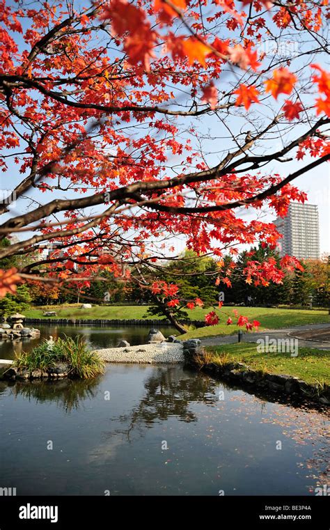 A Tree With Red Autumn Leaves By The Pond In Nakajima Park Sapporo