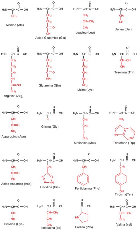 Estrutura De Todos Os Aminoácidos Detalhes Científicos