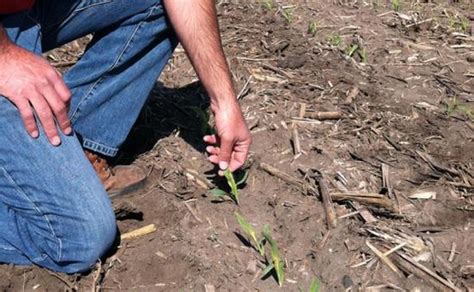 6 Factors To Consider When Replanting Corn