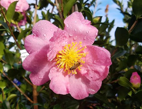 Camellia Sasanqua Plantation Pink Awa Nursery