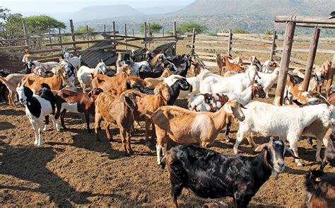 Goat Breeding The Challenges Faced By Smallholders