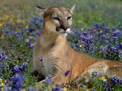 Cougar The Biggest Animals Kingdom