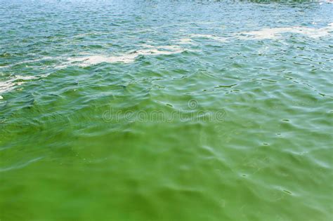 Blooming Green Water Stock Photo Image Of Algae Abstract 76354220