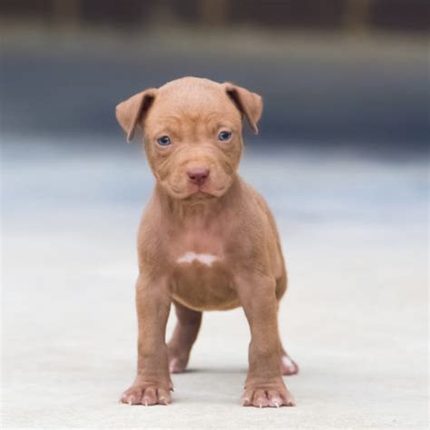 (stk > stockton) hide this posting restore restore this posting. Red Nose Pitbull Puppies For Sale | Baby Pitbulls For Sale