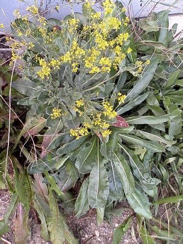 Boryt barvířský (isatis tinctoria) je žlutě kvetoucí brukvovitá rostlina. vlčihorská zahrada, z.s.